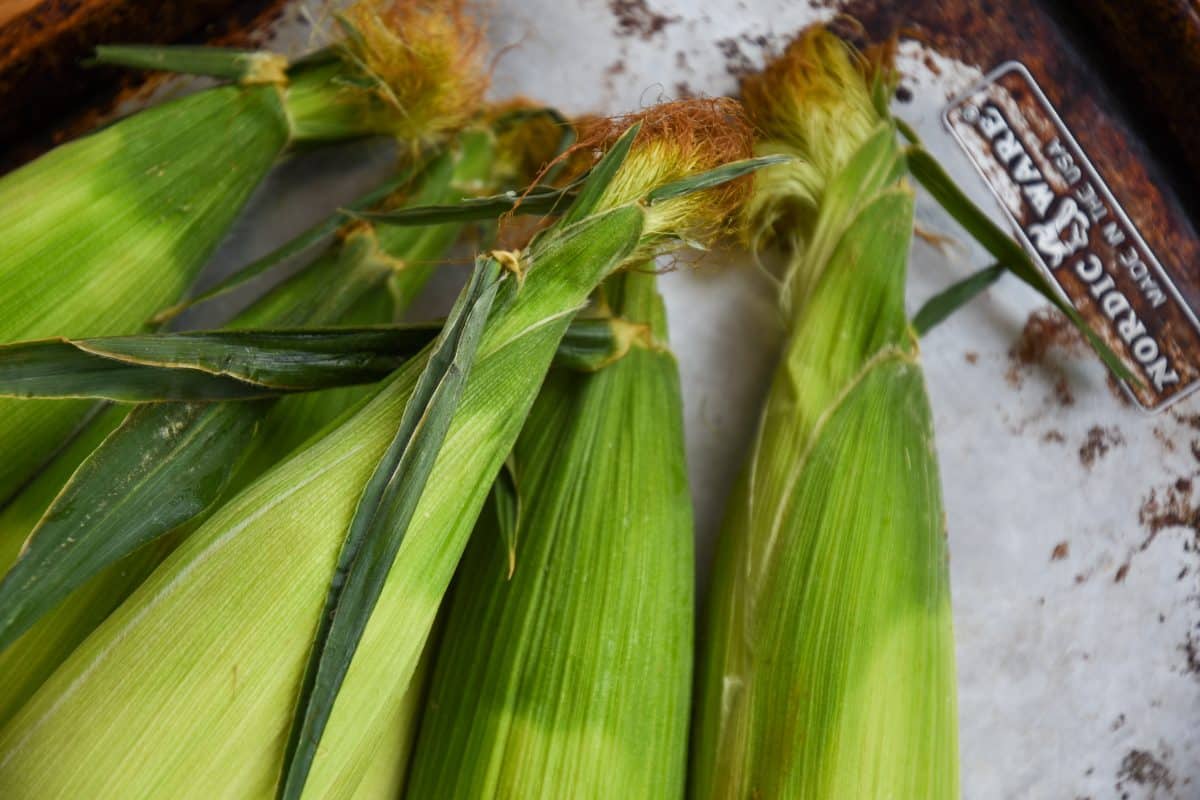 Ears of corn in the husk on a baking sheet