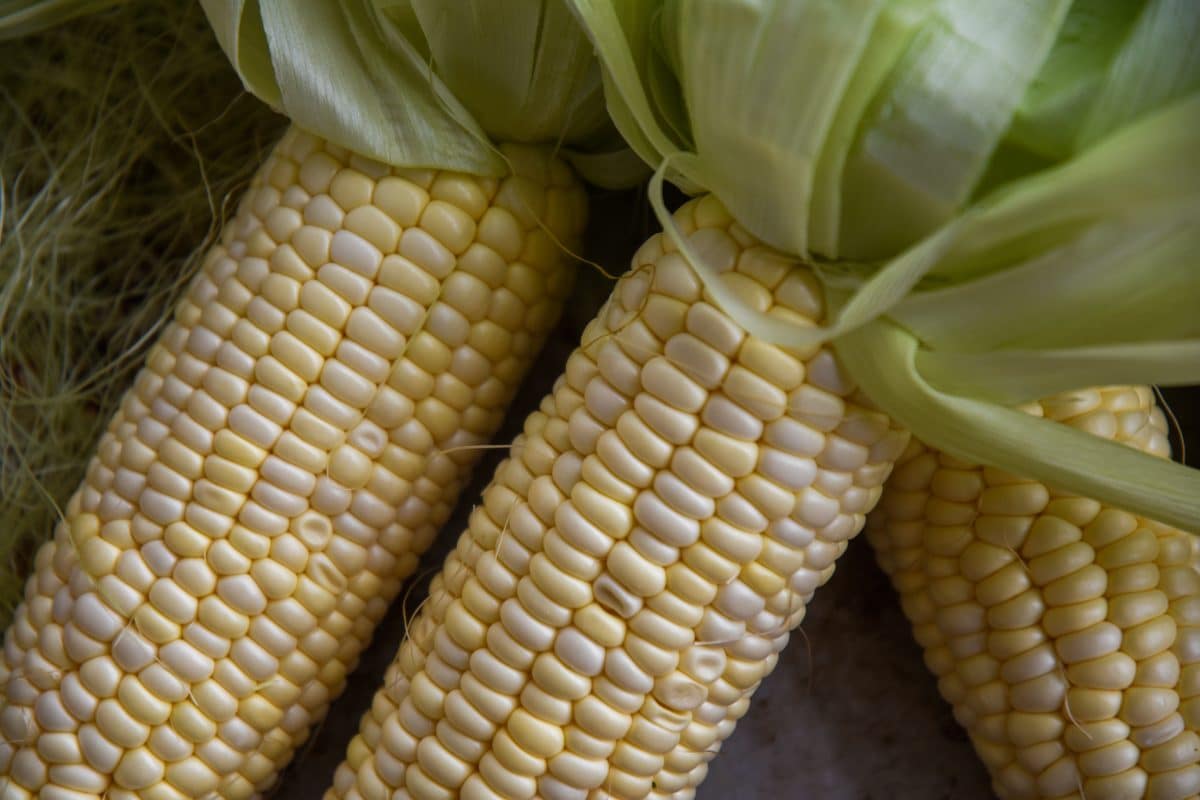 fresh ears of corn with the husk pulled back and the silks removed for chipotle grilled corn