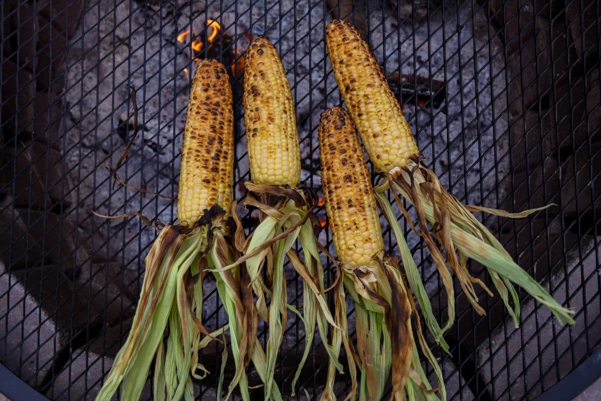 four ears of corn charring over a bed of hot coals on the grill